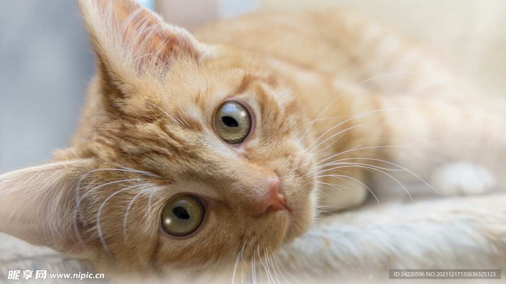猫