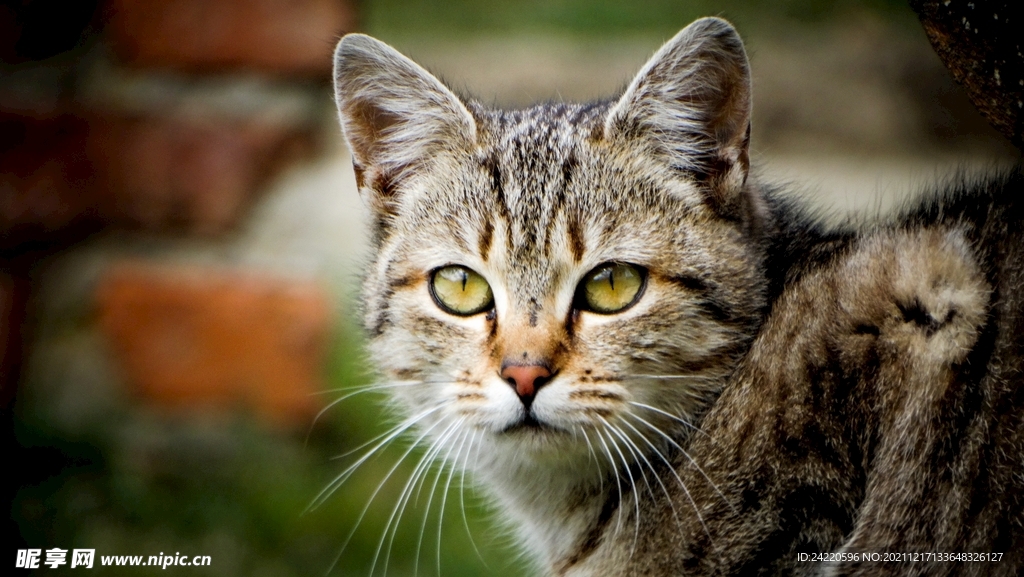 猫