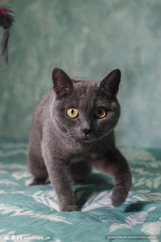 猫