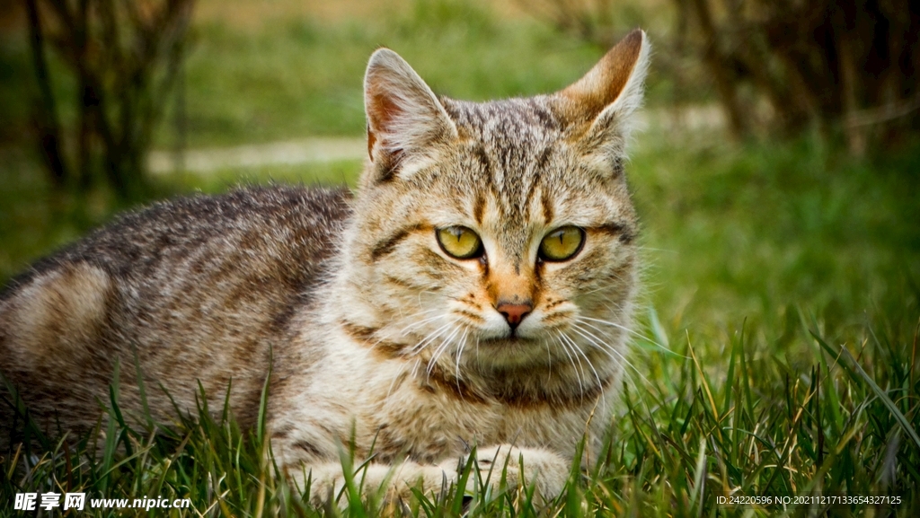 猫