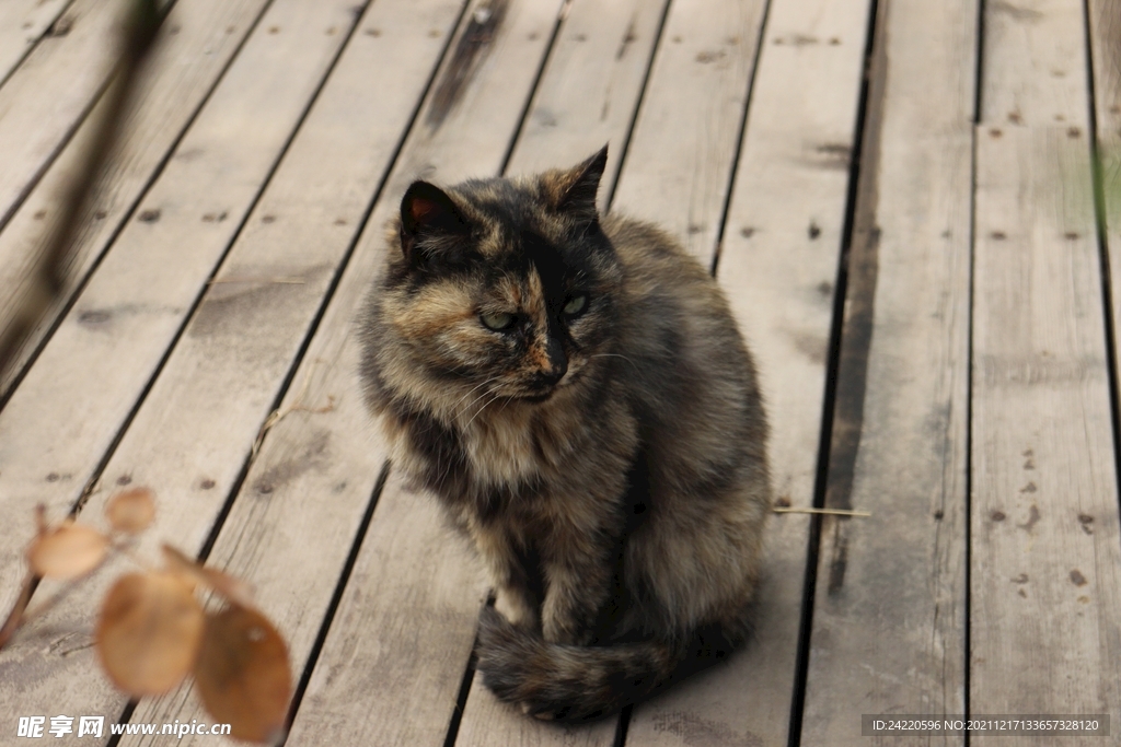 猫