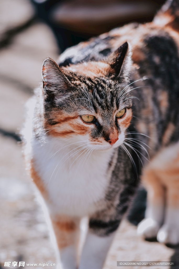 猫