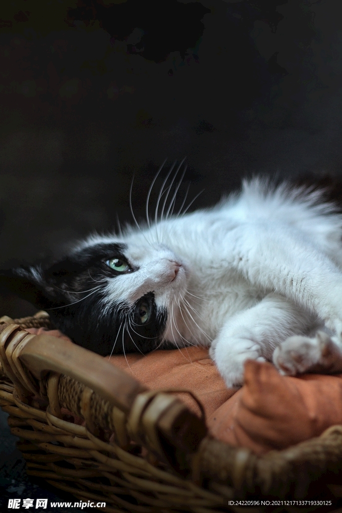 猫