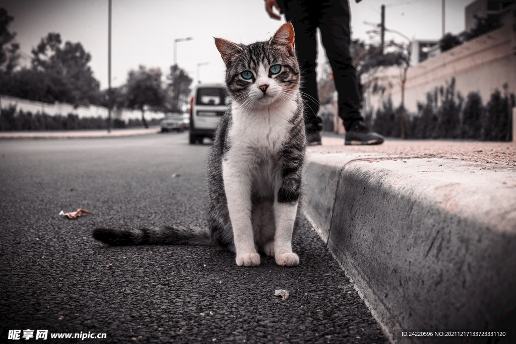 猫