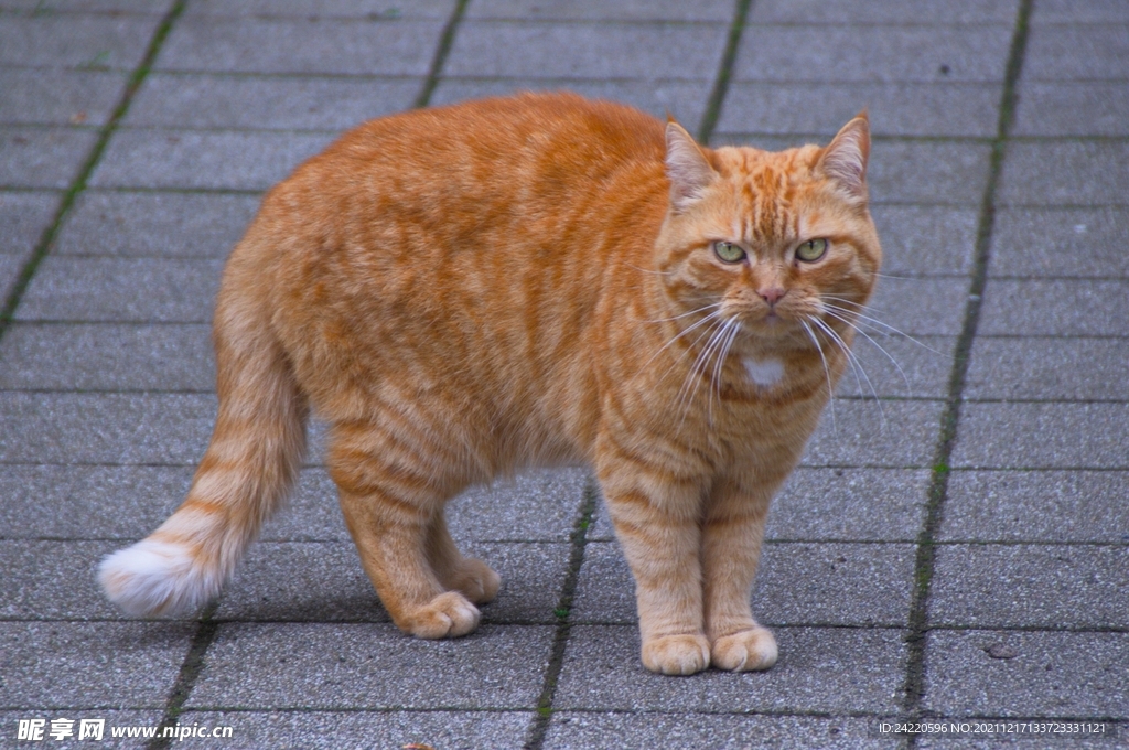 猫