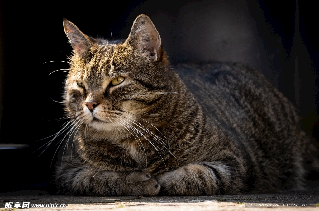 猫