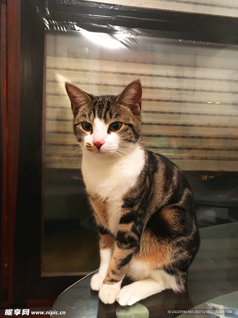 猫