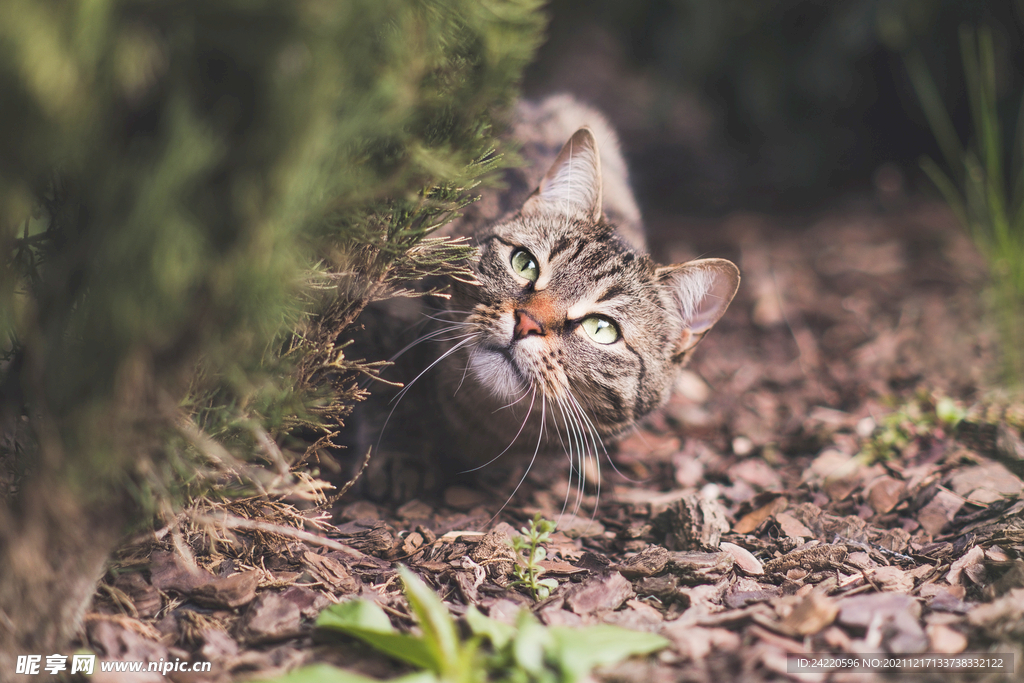 猫