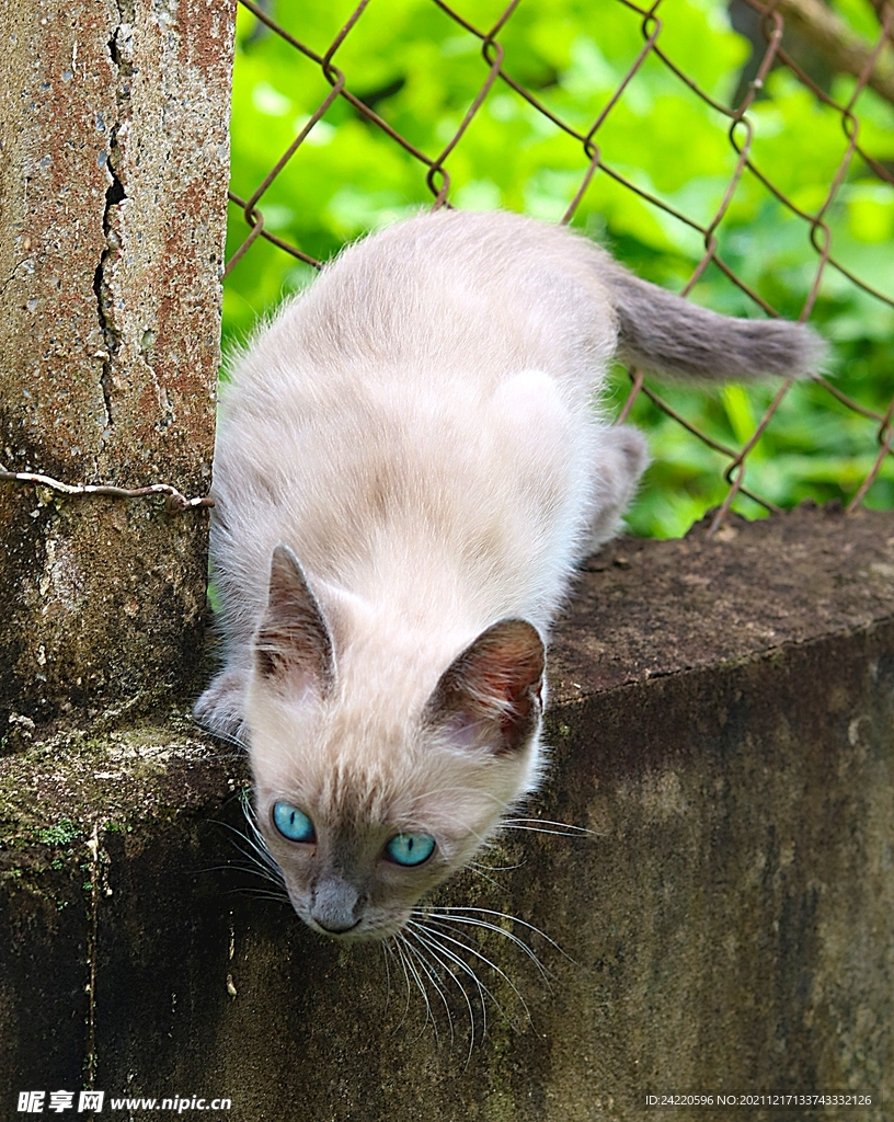 猫