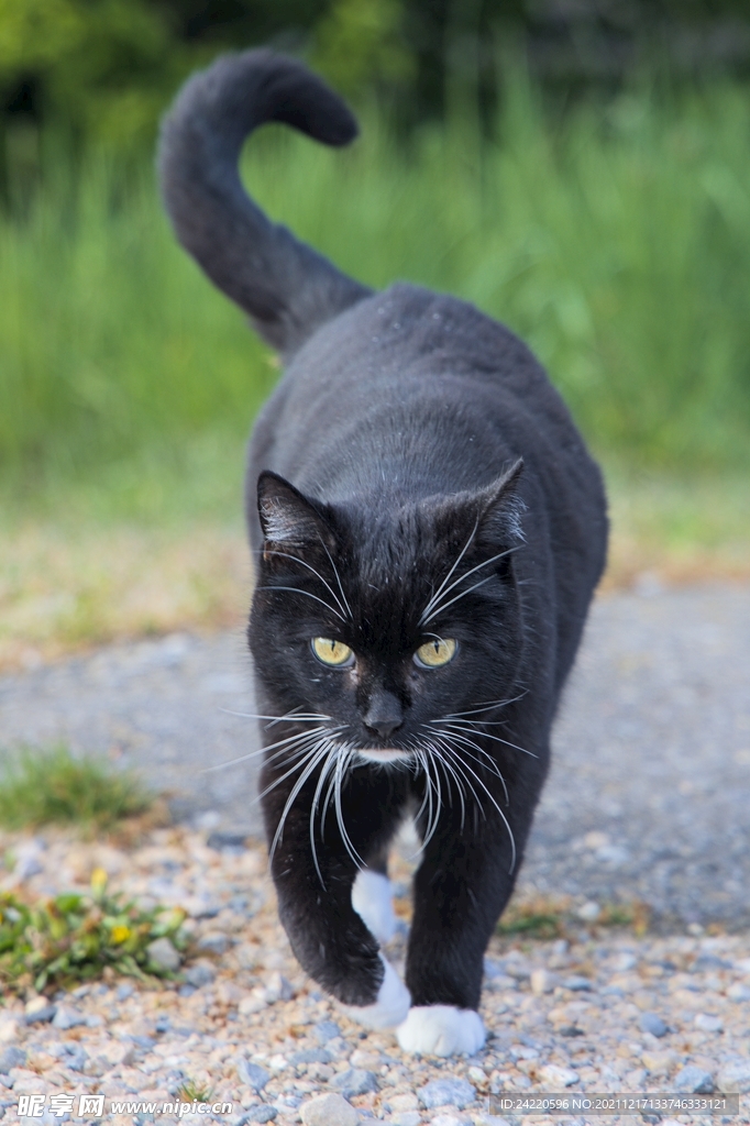 猫