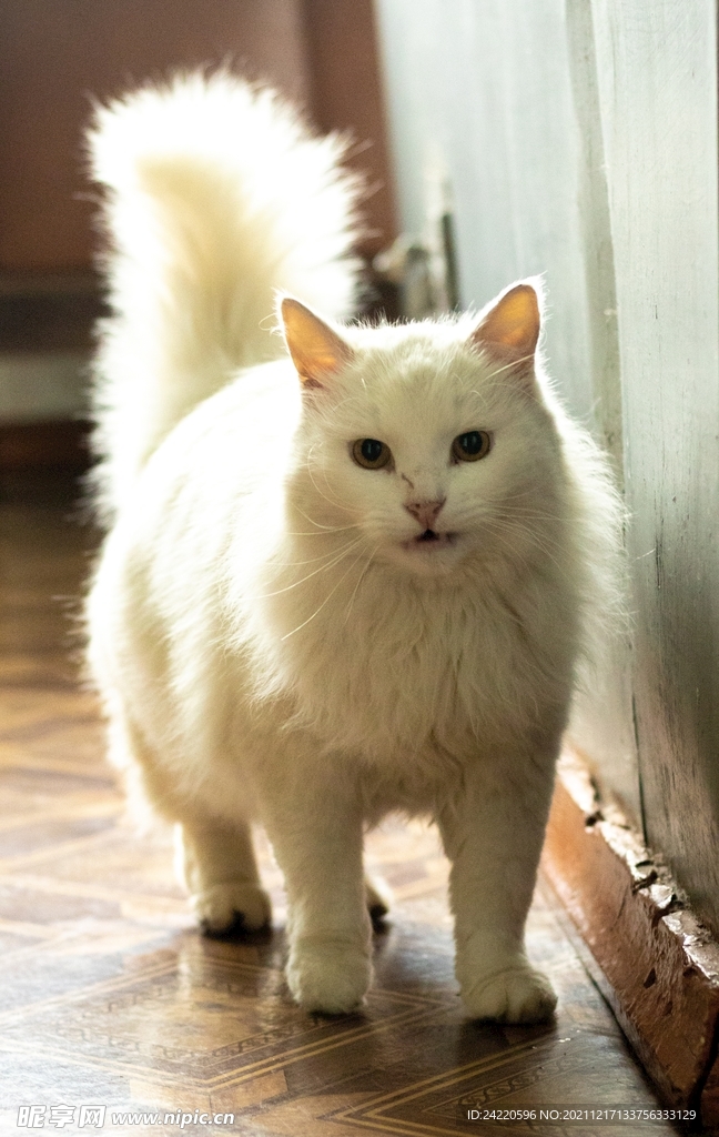 猫