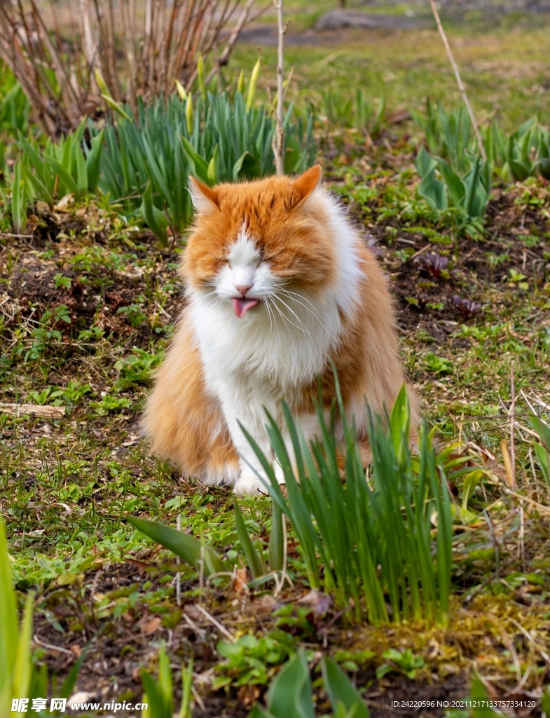 猫
