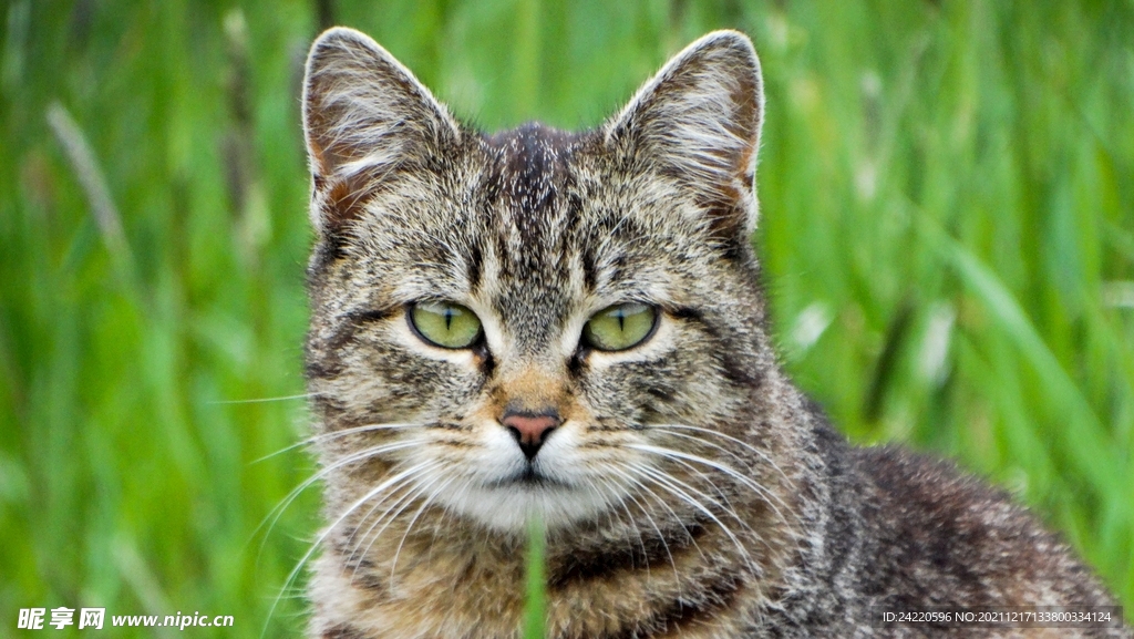 猫