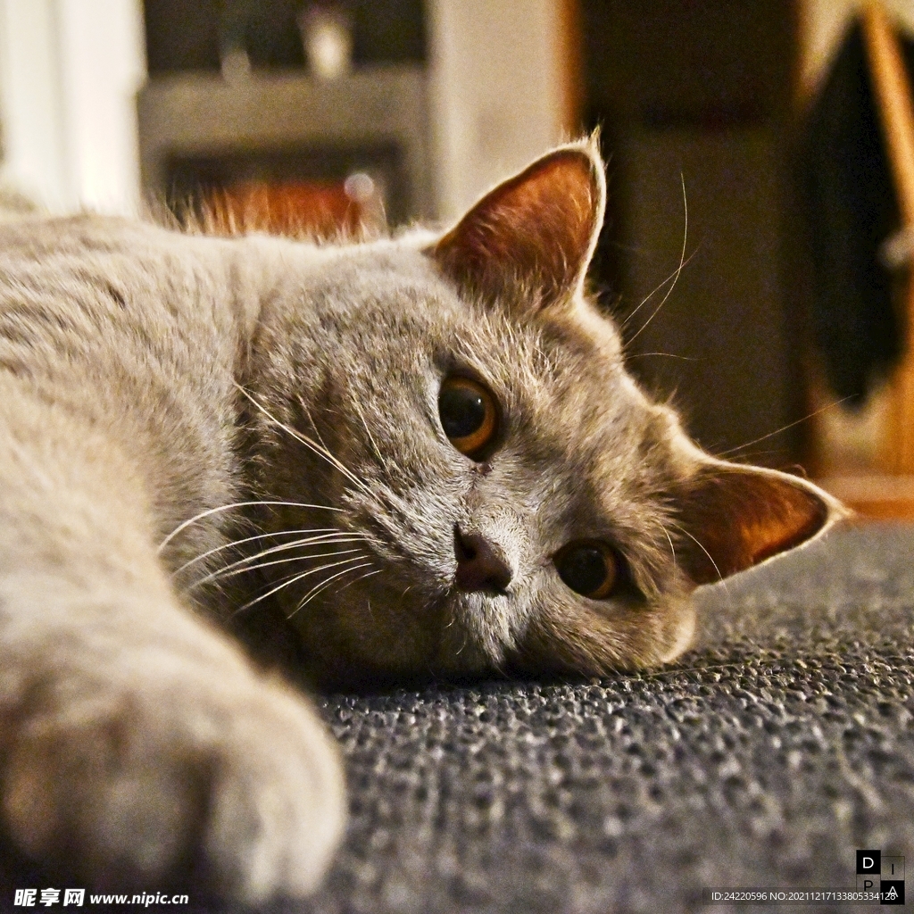 猫