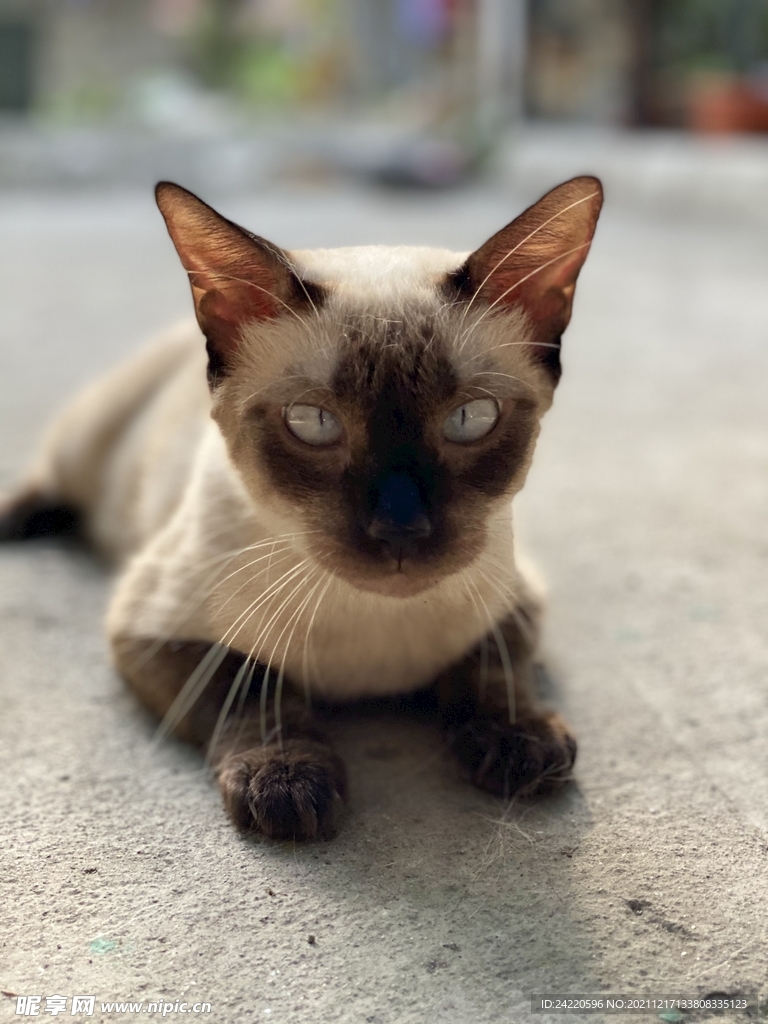 猫