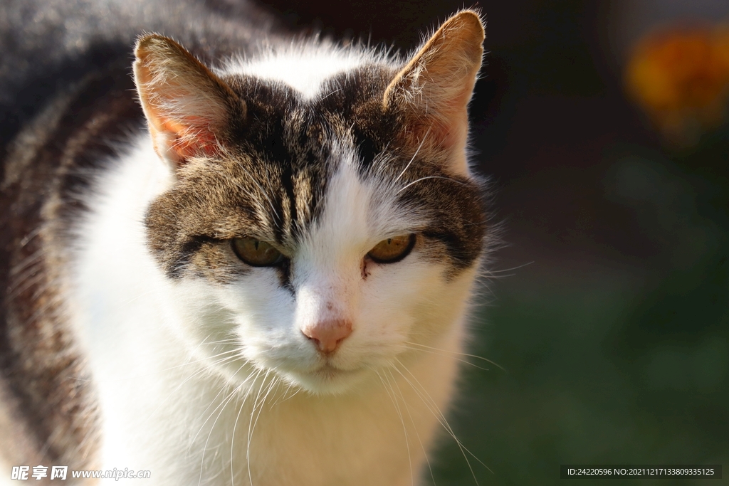 猫