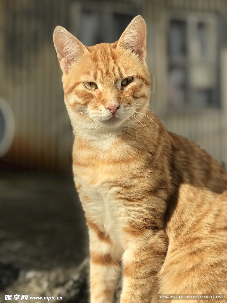 猫
