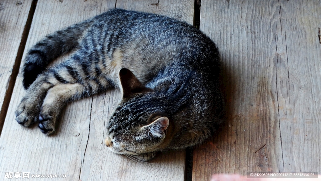 猫