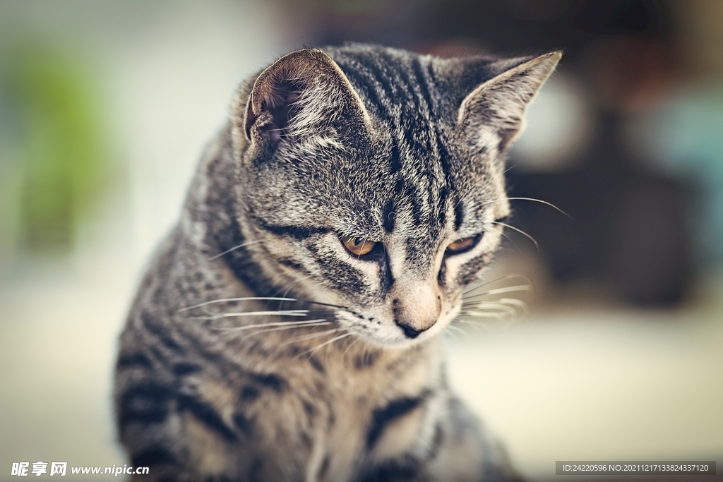 猫
