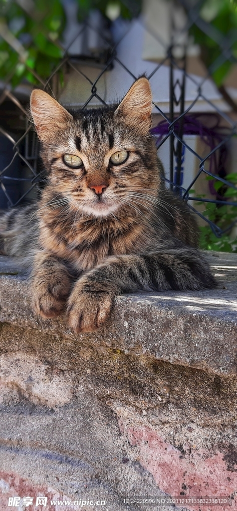 猫