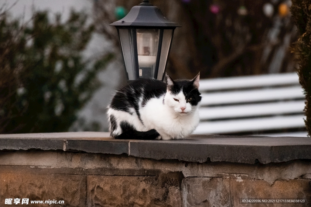 猫