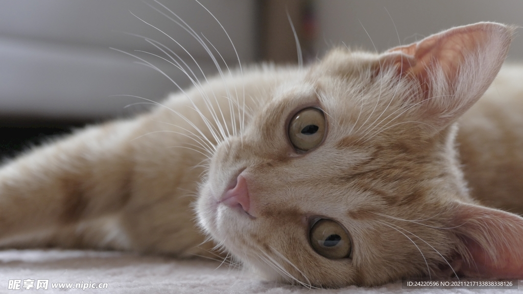 猫