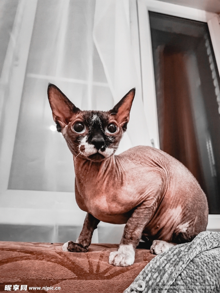 无毛猫