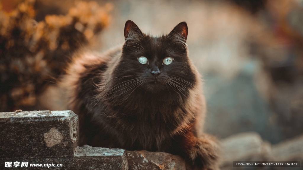 猫