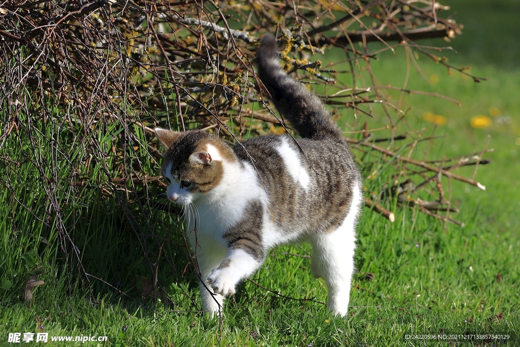猫