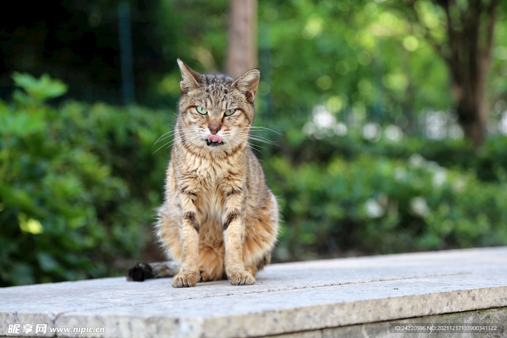 猫