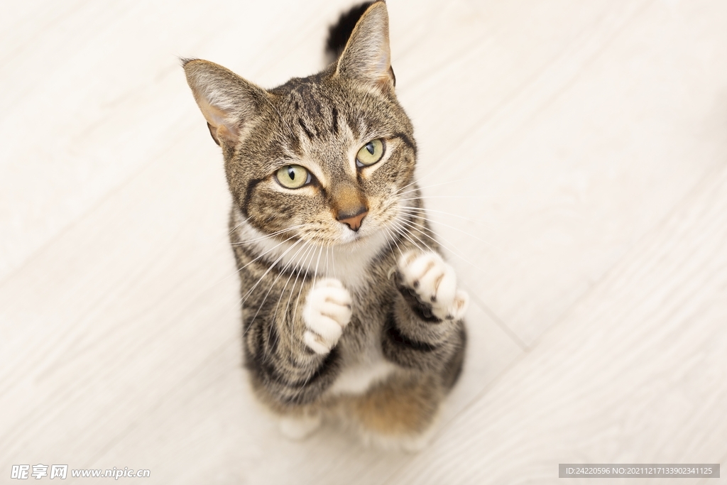 猫