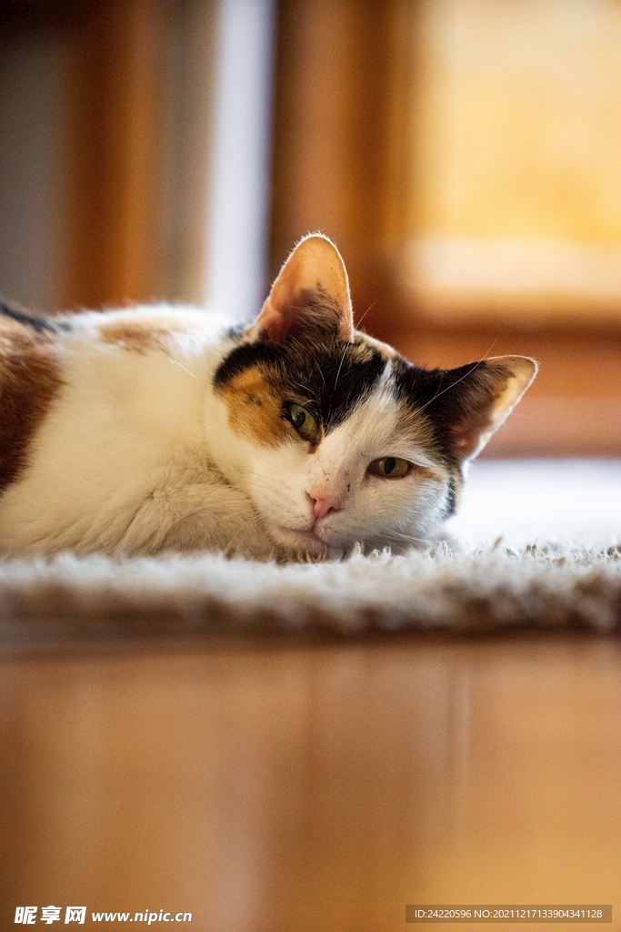 猫