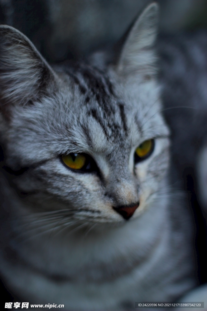 猫
