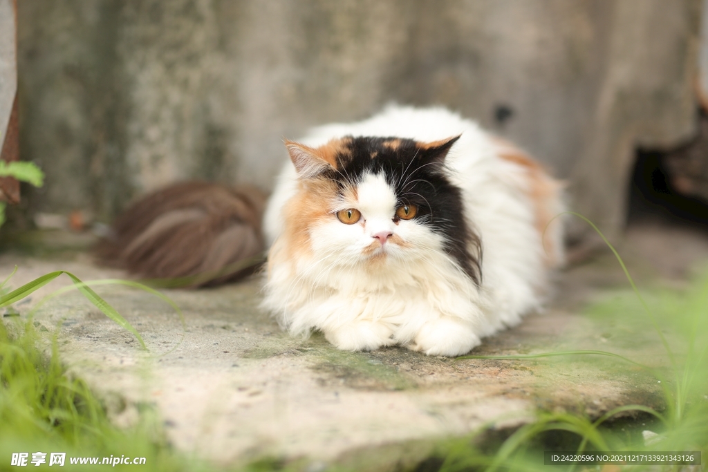 猫