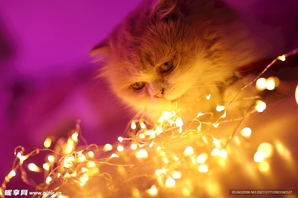 猫