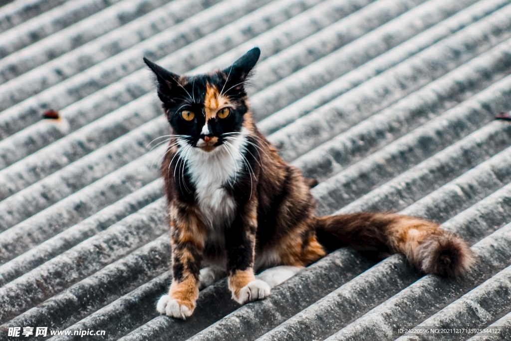 猫