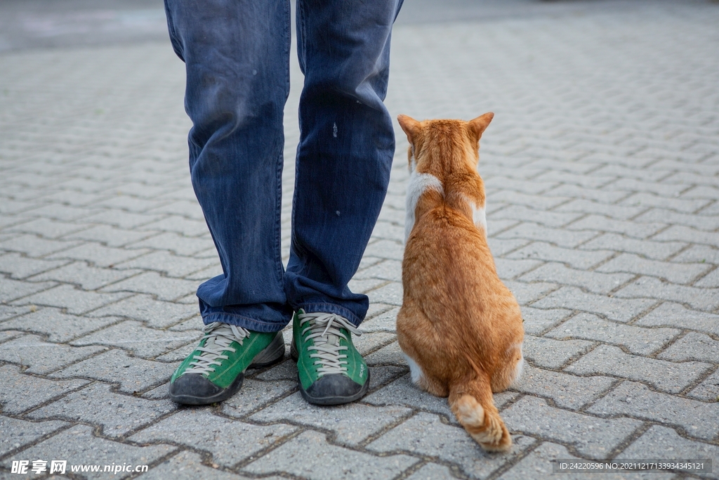 猫