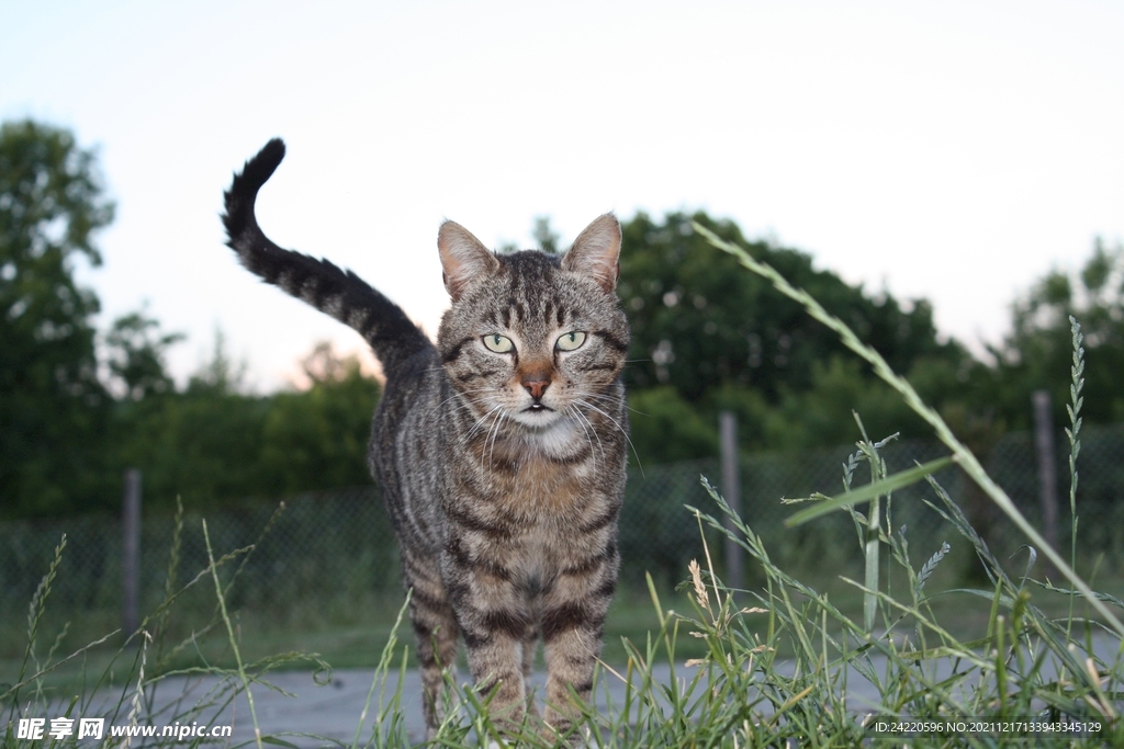 猫