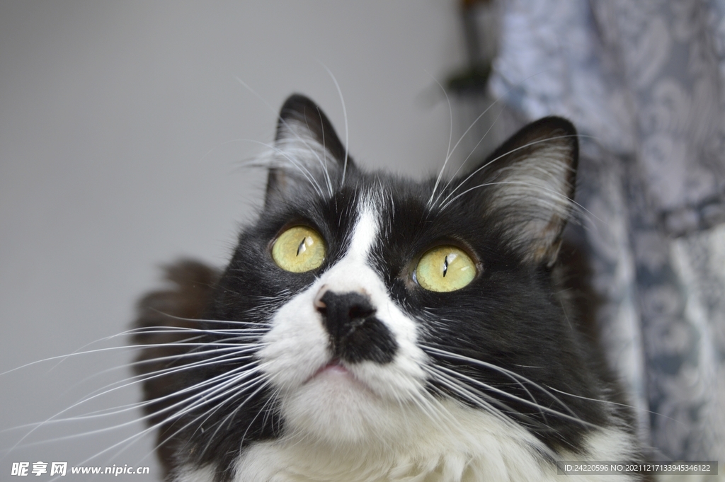 猫
