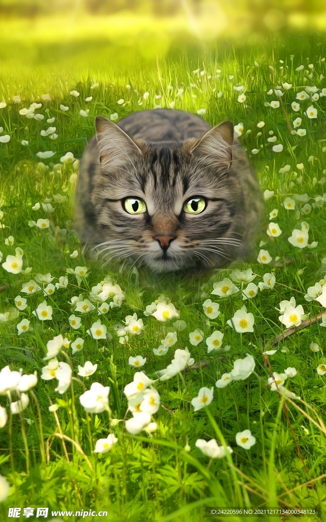 猫