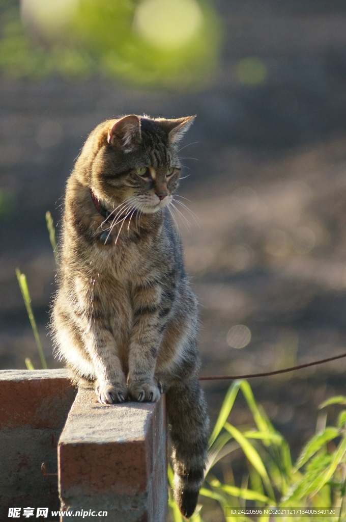 猫