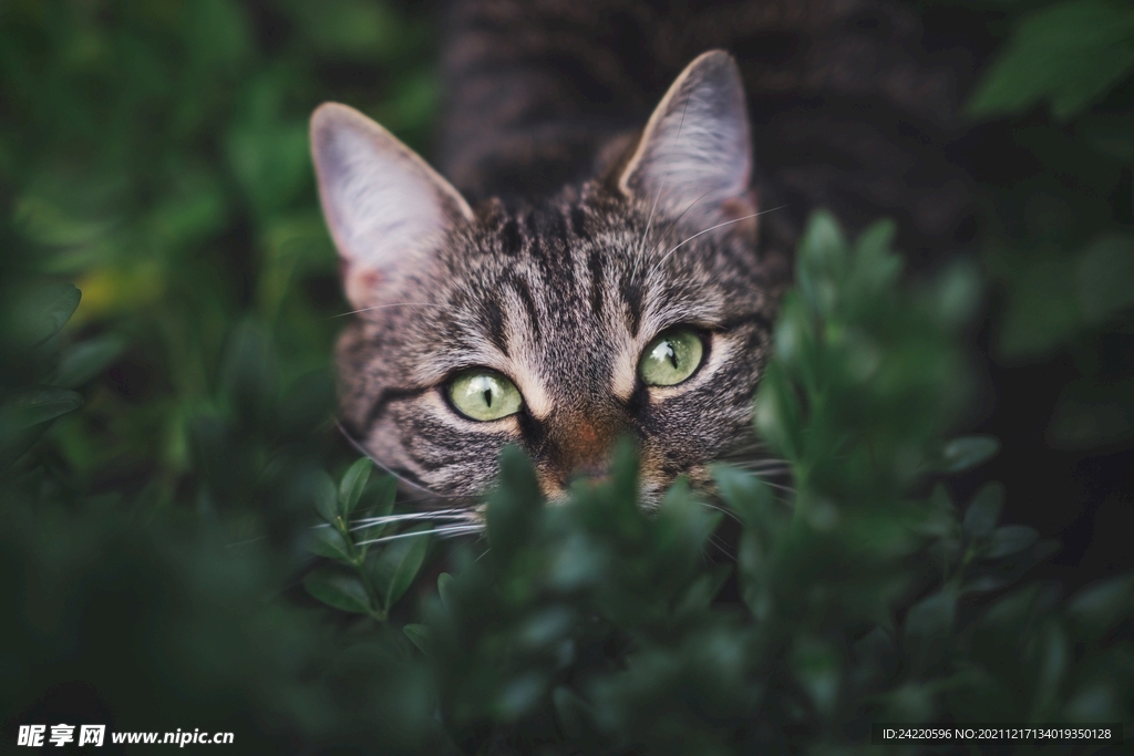 猫