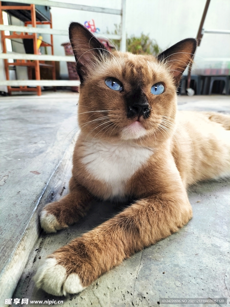 猫