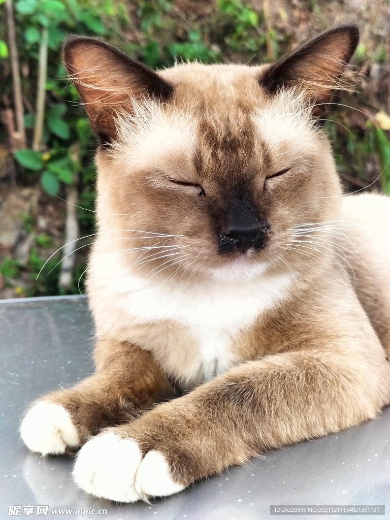 猫