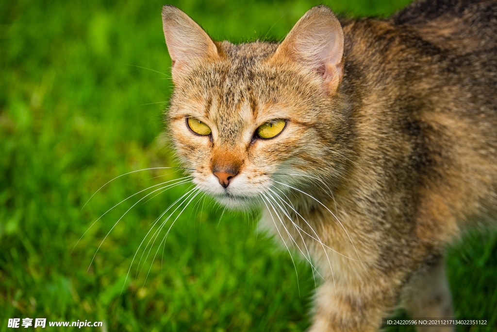 猫