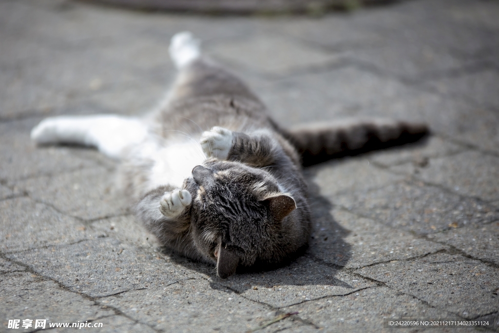 猫