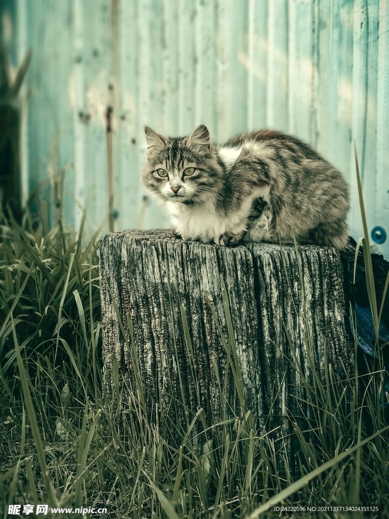 猫