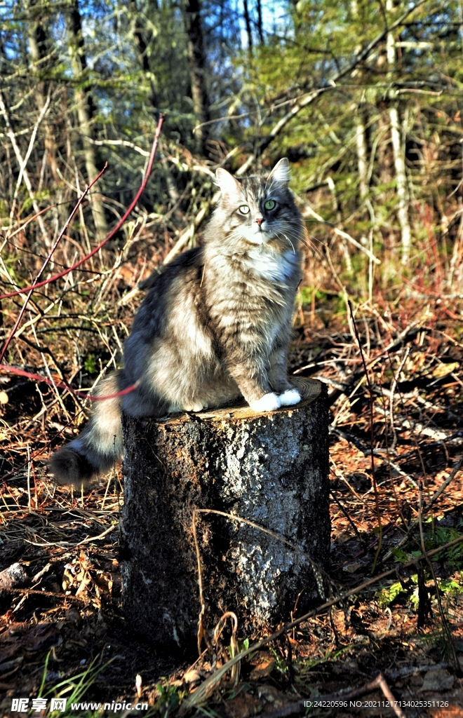 猫