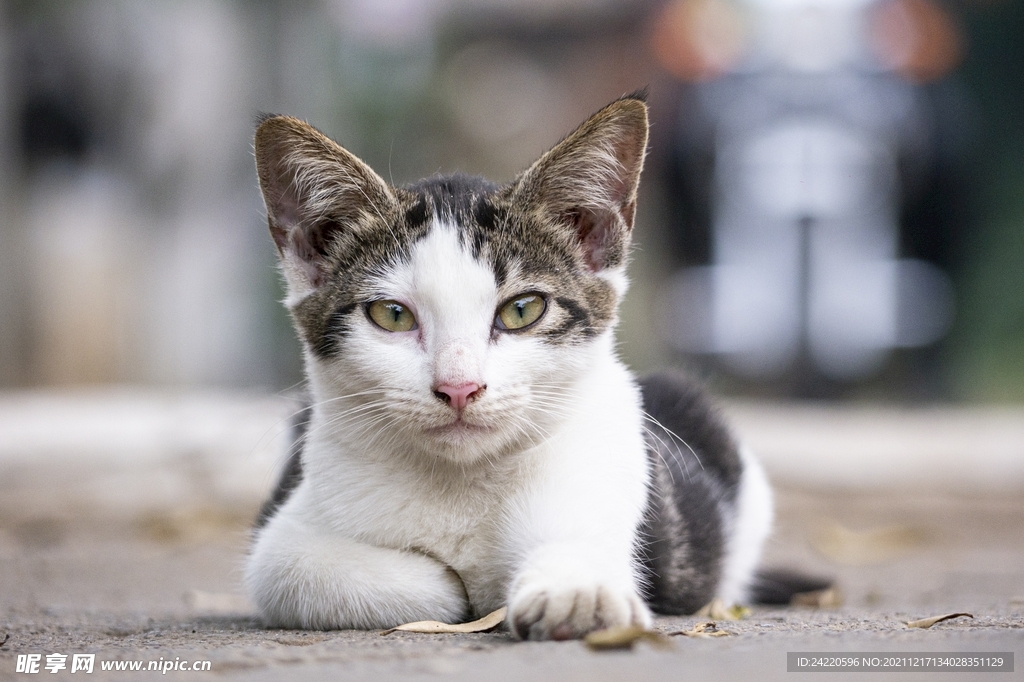 猫