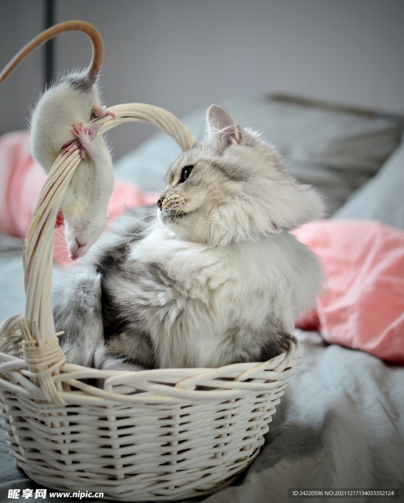 猫